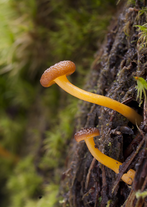 Chrysomphalina chrysophylla